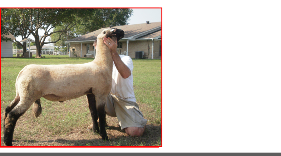 entourage sire