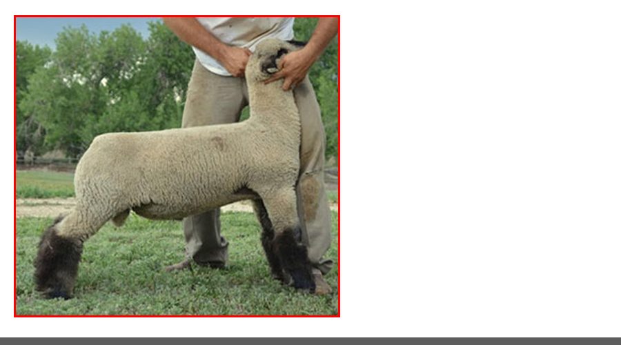 gameball