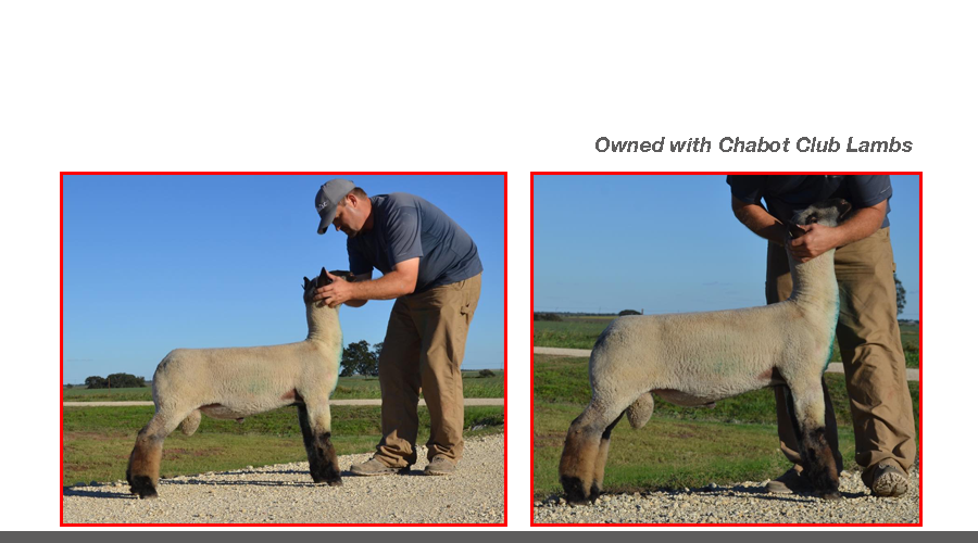 meatloaf